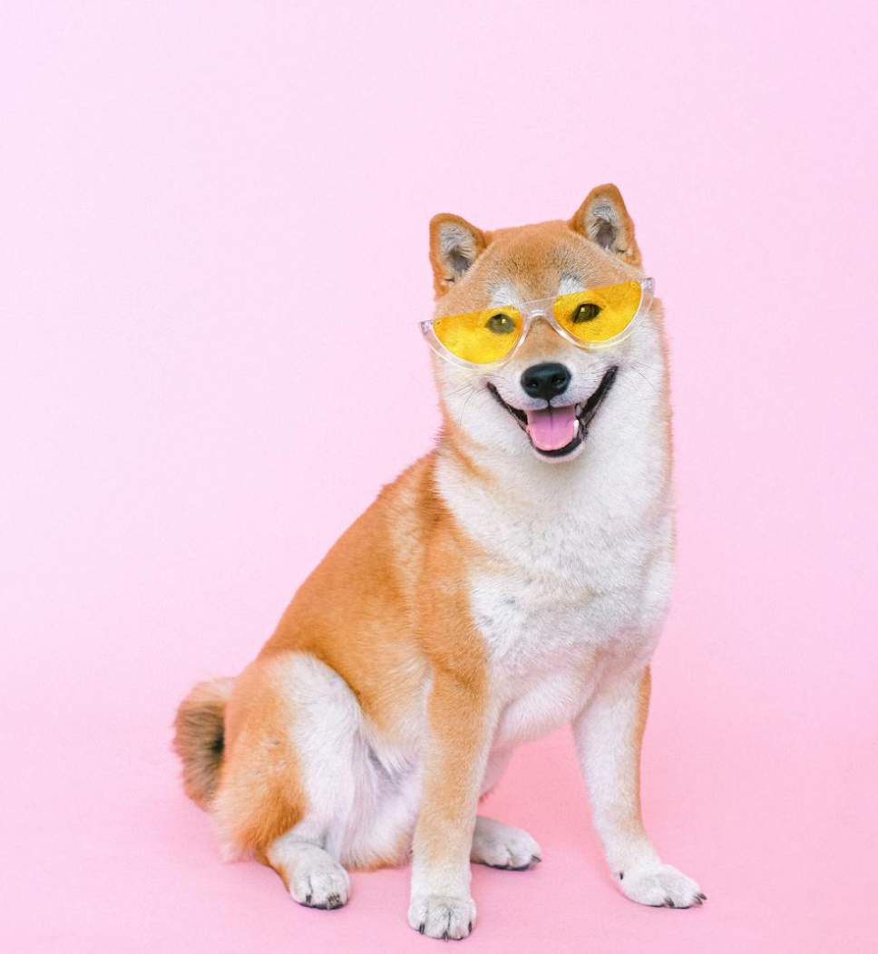 🐾 CZY PIES MOŻE JEŚĆ KIEŁBASĘ? OTO, CO MUSISZ WIEDZIEĆ!