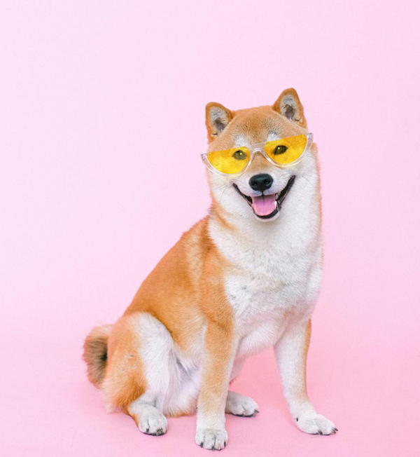 🐾 CZY PIES MOŻE JEŚĆ KIEŁBASĘ? OTO, CO MUSISZ WIEDZIEĆ!