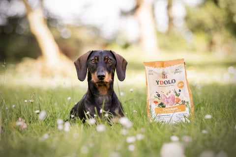 YDOLO MINI PÓŁWILGOTNA KARMA DLA PSA CHICKEN 700G