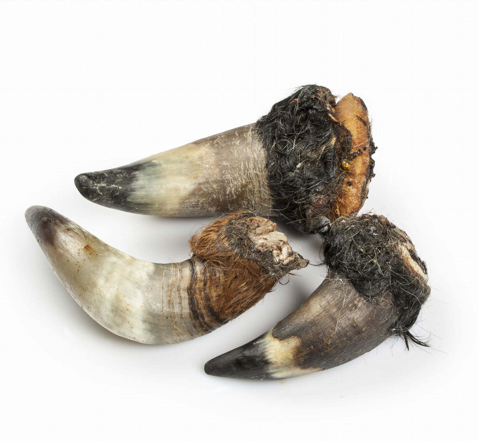 BALTO GRYZAK DLA PSA ROGI WOŁOWE Z FUTREM 250G