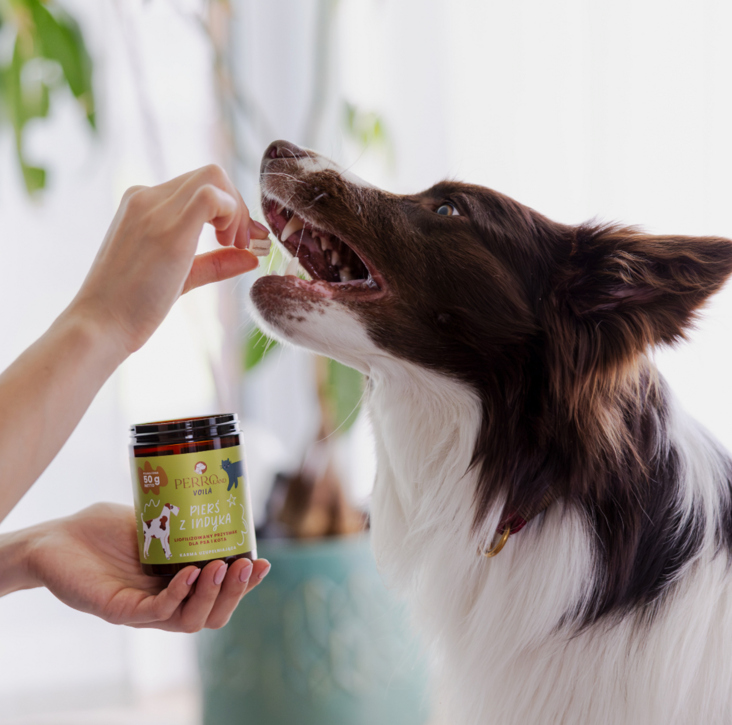 PERRO VOILA PIERŚ Z INDYKA 50G - LIOFILIZOWANY PRZYSMAK DLA PSA I KOTA