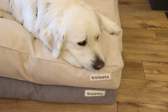 BIZIPETS SZTRUKSOWE LEGOWISKO PREMIUM DLA PSA BEŻOWE M