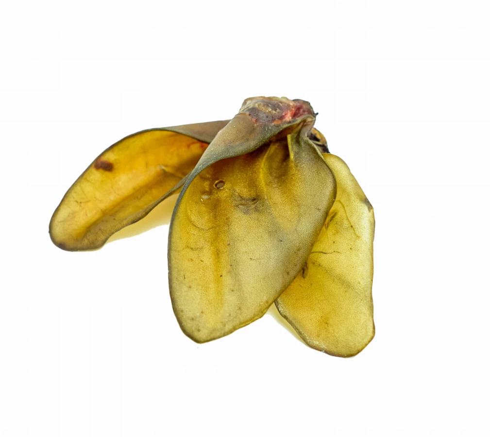 BALTO GRYZAK DLA PSA UCHO WOŁOWE NATURALNE 10SZT