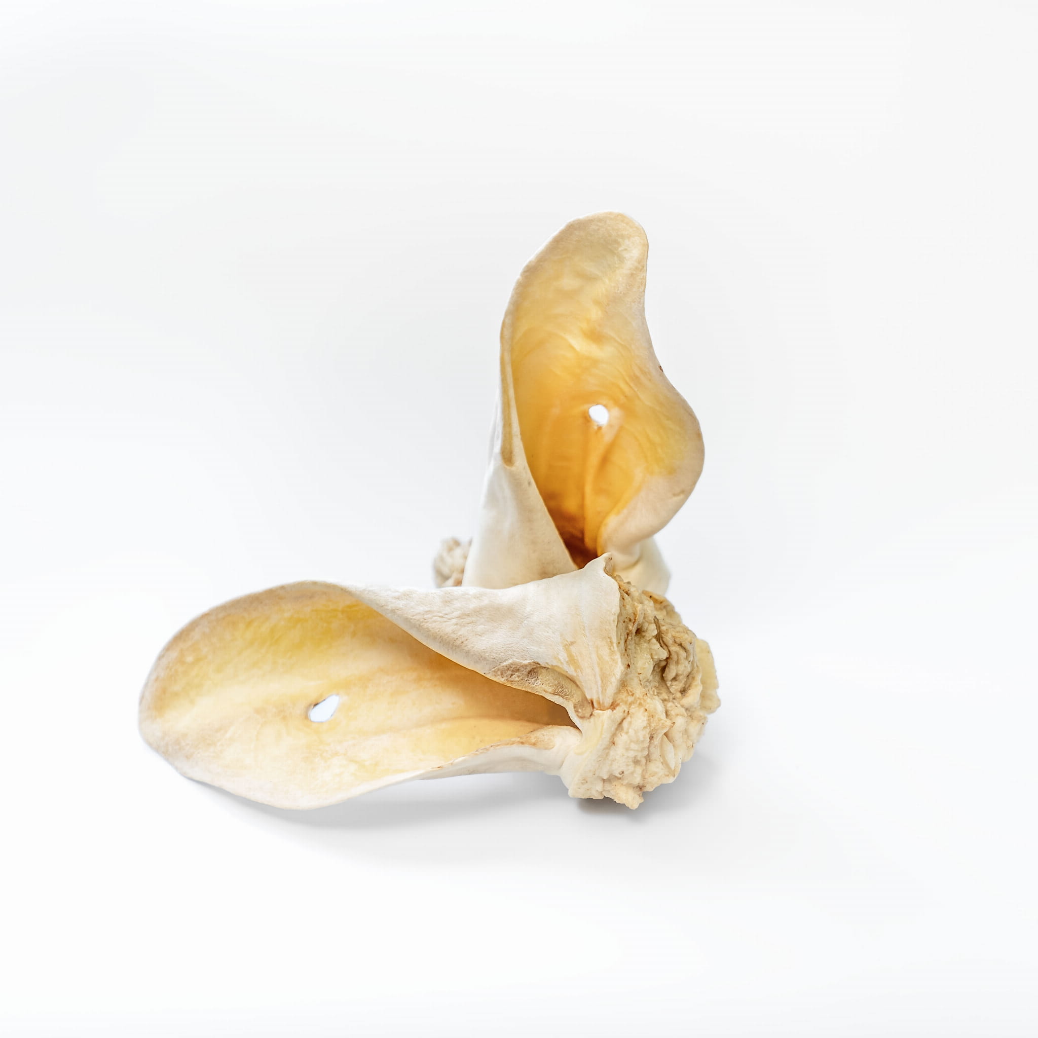 BALTO GRYZAK DLA PSA UCHO WOŁOWE MIODOWE Z MIĘSEM 1SZT