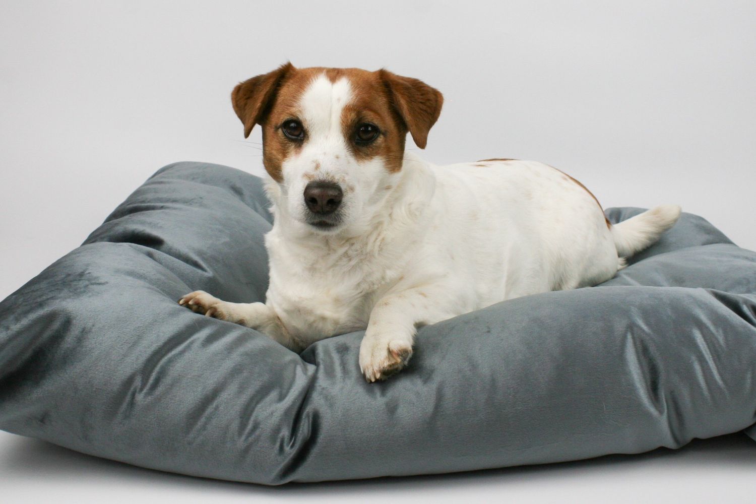 FABVELVET LEGOWISKO DLA PSA, WYMIARY 80/60 CM, VELVET TAPICERSKI - CIEMNA STAL