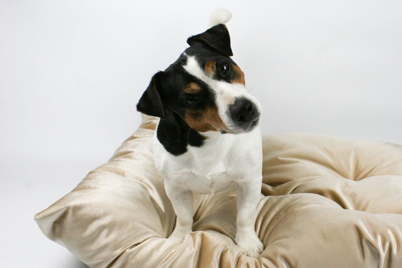 FABVELVET LEGOWISKO DLA PSA, WYMIARY 80/60 CM, VELVET TAPICERSKI - ZŁOTO