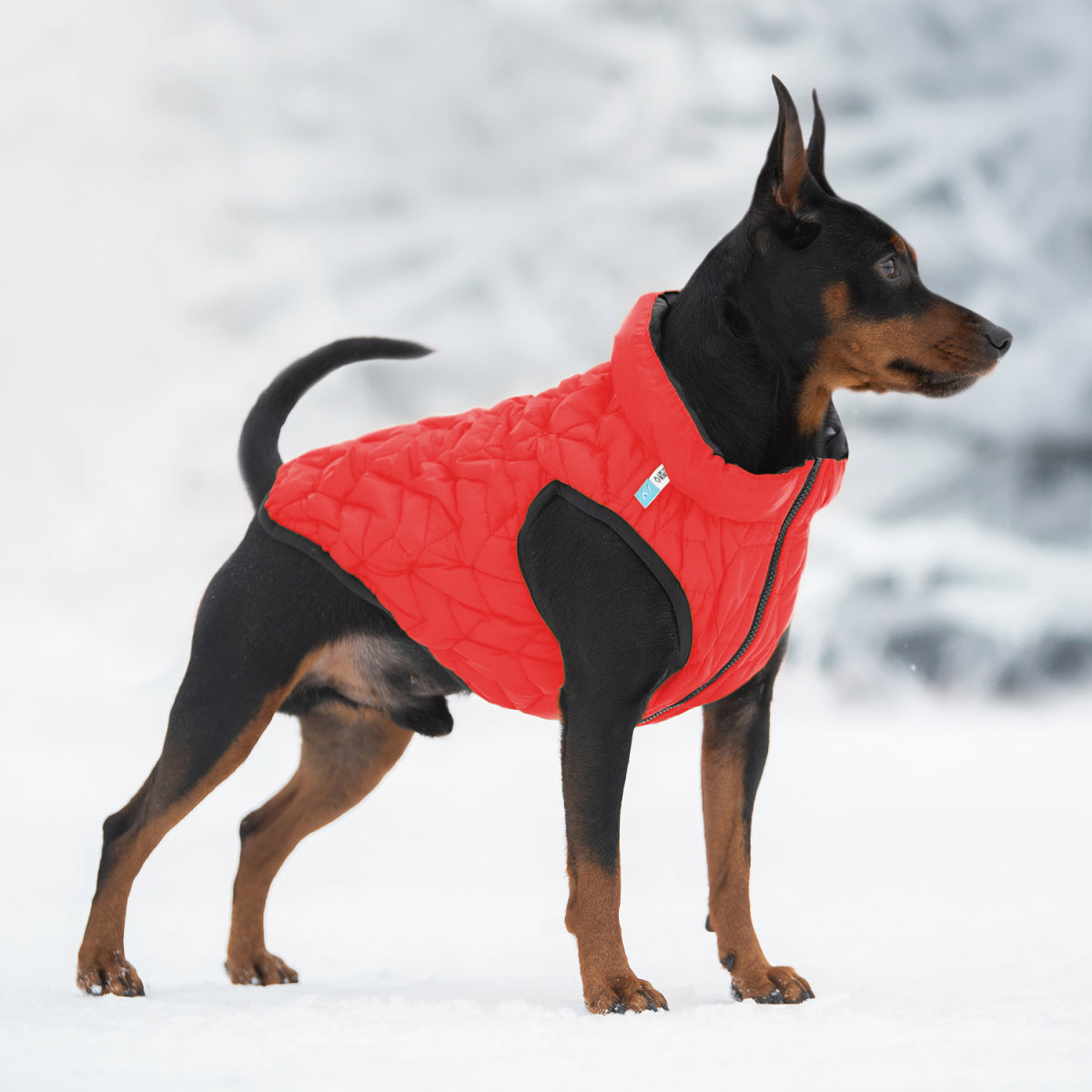 COLLAR AIRYVEST KURTKA DWUSTRONNA L 65 CZERWONO - CZARNY