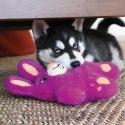 KONG® ZABAWKA DLA PSA SNUZZLES BUNNY KONG® ZABAWKA DLA PSA SNUZZLES BUNNY