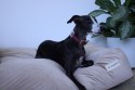 BIZIPETS Legowisko dla psa PREMIUM szare M BIZIPETS Legowisko dla psa PREMIUM szare M